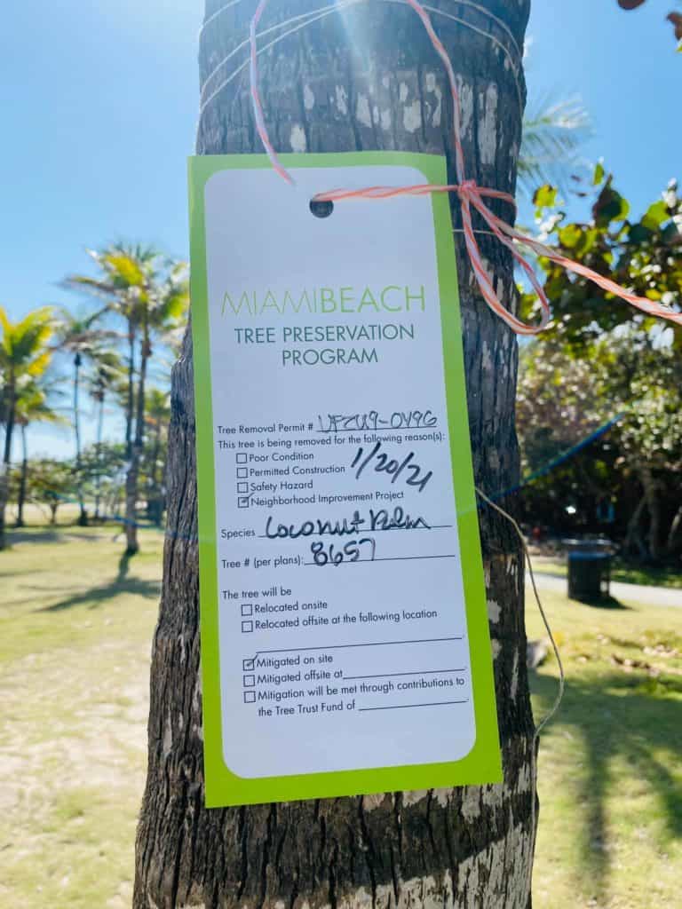 Miami Beach Wants To Add More Shade Trees While Reducing Palm Trees Stirring Controversy The Next Miami